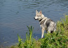 DSC_2163 Yasha
