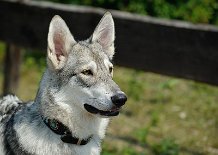 DSC_2197 Yasha