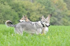 DSC_6887 Yasha und Shaya