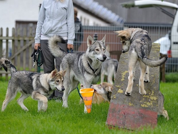 23-08-2014 Jahrestreffen vom SWH-Club 2014 in Wadern (Teil 1)