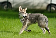 DSC_4417 Enya hat einen Stock