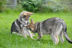 DSC_4657 Schwesternknutschen