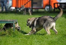 DSC_4838 Unter dem Tisch liegt Elu und zeigt ihrer Schwester Enisha die Zähne!