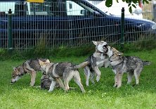 DSC_4853 Alle 5 auf einem Bild :).