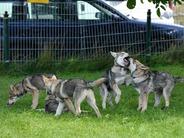 24-08-2014 Jahrestreffen vom SWH-Club 2014 in Wadern (Teil 3) Das ist der dritte und letzte Teil vom SWH Treffen in Wadern.