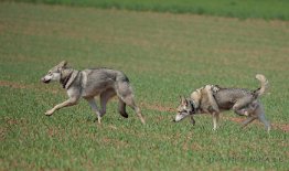 DSC_1412 Shari wird von Timish verfolgt