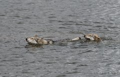 DSC_5695 Yasha akzeptiert es (erstmal ;) )