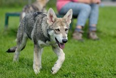 DSC_4916_16_Wochen 16 Wochen alt