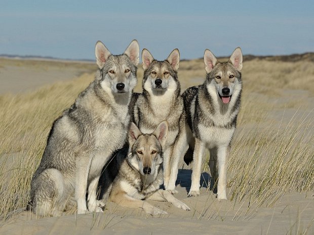 Unsere Hunde
