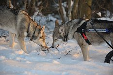 DSC_5825 Januar 2013