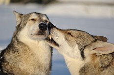 DSC_6289 Februar 2013