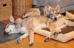 DSC_6691 Februar 2013