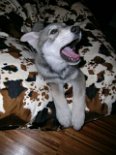 Nisha_Kissen_gaehnt_1.2.04
