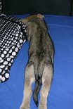 Nisha_alle_Viere_weg_2.2.04