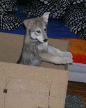 Nisha_guckt_aus_der_Box_4.2.04