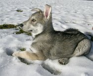 Nisha_liegt_im_Schnee_3.2.04