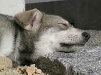 Nisha_schlaeft_3.2.04