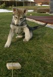 Nisha_spielt_mit_Kloetzchen3