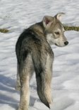 Nisha_von_hinten_3.2.04