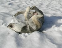 Nisha_waelzt_sich_im_Schnee_3.2.04
