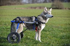 DSC_5374 Nisha mit ihrem neuen Rollwagen