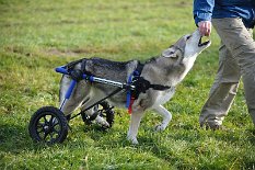 DSC_5400 Los geht's! Leckerlies helfen immer ;) .