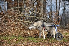 DSC_5417 am Waldrand entlang