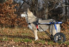 DSC_5439 stolze Nisha