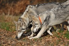 DSC_5457 Timish hat eine Spur