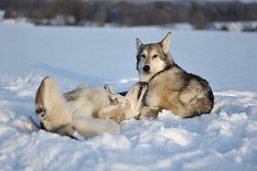 DSC_6458 Februar 2013