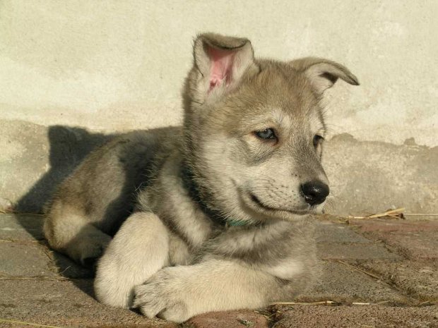 Nisha's Welpenzeit Nisha wurde am 06.12.2003 im Kennel "von der Göttinger Breede" geboren. Die Züchterin Martina Mangel wurde schnell eine...