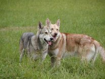 01_neuPA030144 Nisha's Eltern Aslan und Tilla am Tag des Deckaktes