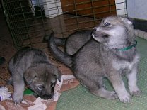 20040104_Nisha_Kopfwendung Schon mit 4 Wochen war sich Nisha ihrer Schönheit bewußt ;)