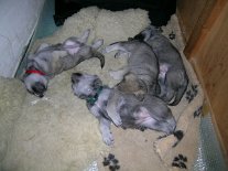 20040104_alle_schlafen faule Bande :) - Nisha ist 4 Wochen alt und hat das grüne Halsband