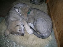 20040117_Luna_Nisha_schlafen Luna und Nisha immer eng aneinander gekuschelt (6 Wochen alt)