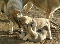 20040117_Nisha_Lady_spielen_und_Tiffy Nisha liegt im Loch ;) (6 Wochen alt)