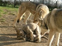 20040117_Nisha_Lady_spielen_und_Tikaani_Tiffy Nisha liegt im Loch ;) (6 Wochen alt)