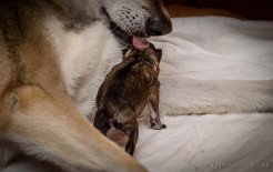 DSC_0026_Geburt Noch keine halbe Stunde alt, noch naß hinter den Ohren - aber sie konnte sich schon hochstemmen und kurz stehen! So etwas habe ich noch nie gesehen!