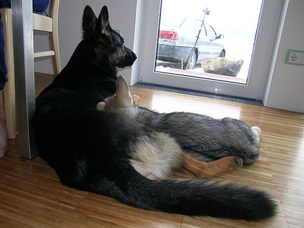 Das Dreamteam Yuma und Nisha In diesem Album habe ich eine Auswahl der besten Bilder von Yuma und Nisha zusammengestellt. Sie sind aus den...