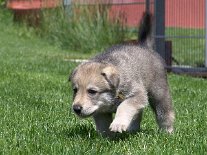 DSC04676_gelb_Tag29 29. Lebenstag