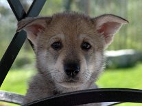 DSC05958_Timish_6_Wochen 6 Wochen alt