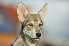 DSC_9851_13_Wochen 13 Wochen alt