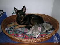 DSCN2629 Ja - es hat geklappt! Am dritten Tag nach Nisha's Einzug hat sie schon Yuma's Korb und damit ihr Herz erobert!
