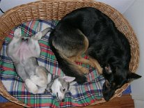 DSCN2901 Wird immer gemütlicher, hier im Korb! Da kann ich mich dran gewöhnen.
