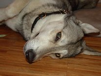 DSC02018 Jetzt reicht's aber Frauchen, es nervt so langsam.