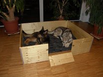 DSC02139 Yuma und Nisha haben die Kiste gleich begeistert in Beschlag genommen :) .