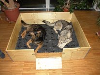 DSC02141 Ansicht von oben mit offener Klappe. Die Klappe dient später als Rampe für die Welpen, daß sie selbständig aus der Kiste rein- und rausklettern können.