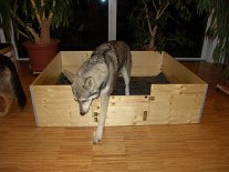 DSC02151 Nisha kann bequem auch über die geschlossene Klappe steigen, ohne drüberspringen zu müssen. Das ist wichtig, denn wenn sie springen müßte würde später die...