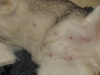 DSC02158 Detailaufnahme von den Zitzen. Das Fell geht so langsam aus.