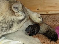 DSC02676 Da ist auch schon Welpe Nummer zwei. Es ist ein graues Mädchen, wurde um 11:25 Uhr geboren und wog 437 g . Der erste Schrei ist hier fast durch's Photo zu hören...